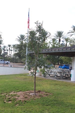 memorial tree